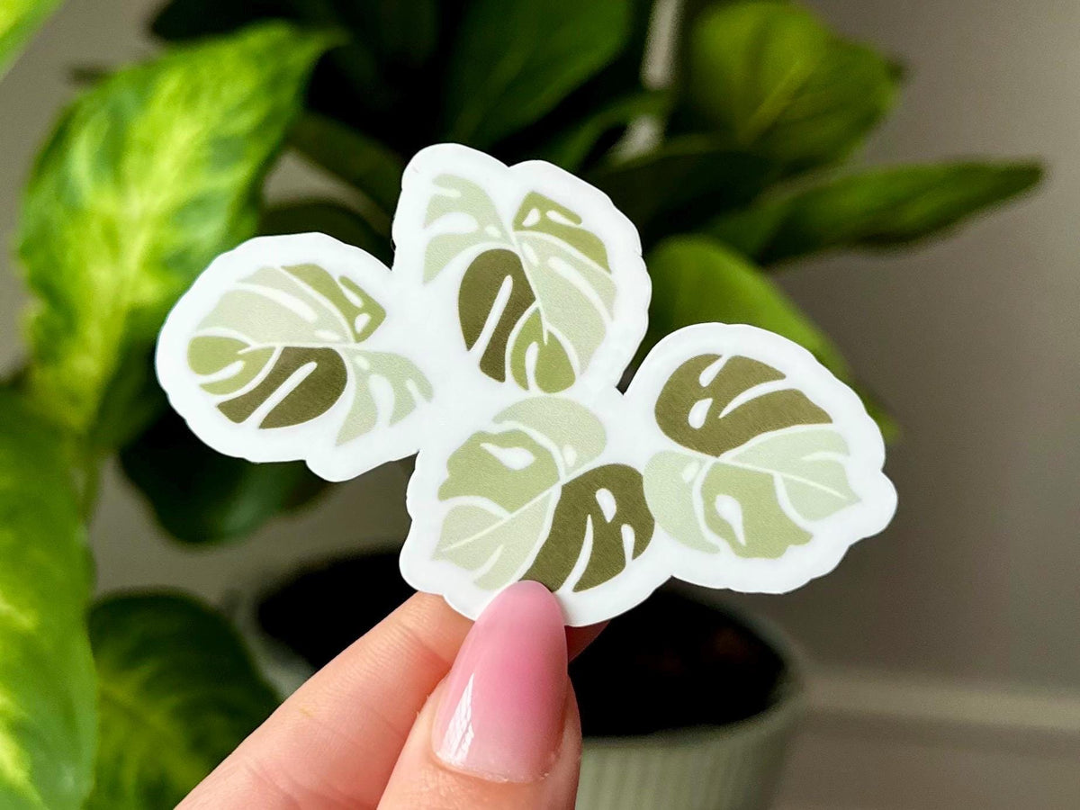 Variegated Monstera Leaf sticker