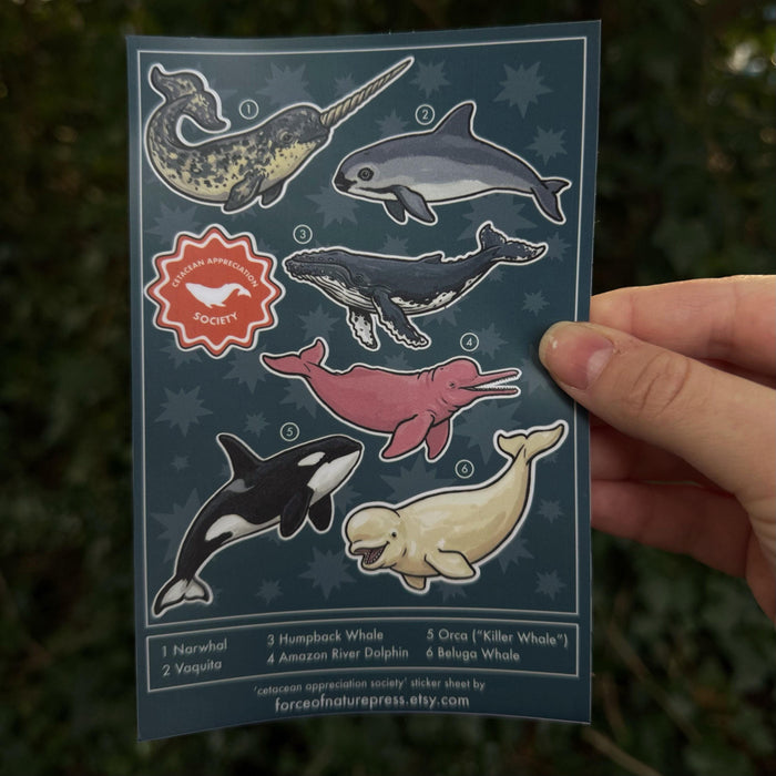 Whale, Dolphin and Porpoise sticker sheet, marine bio