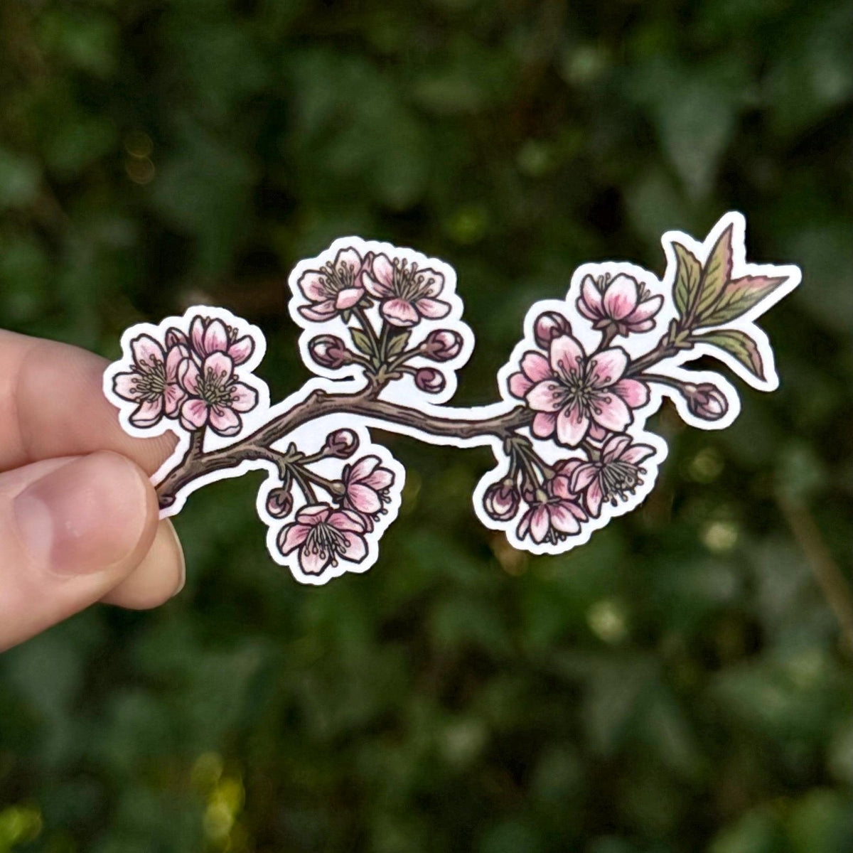 Cherry Blossom sticker – view 2