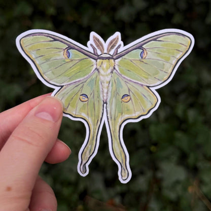 Luna Moth sticker, actias luna