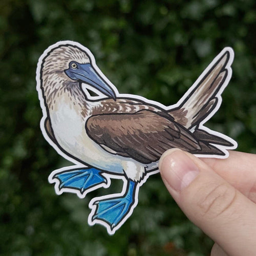 Blue-footed Booby sticker