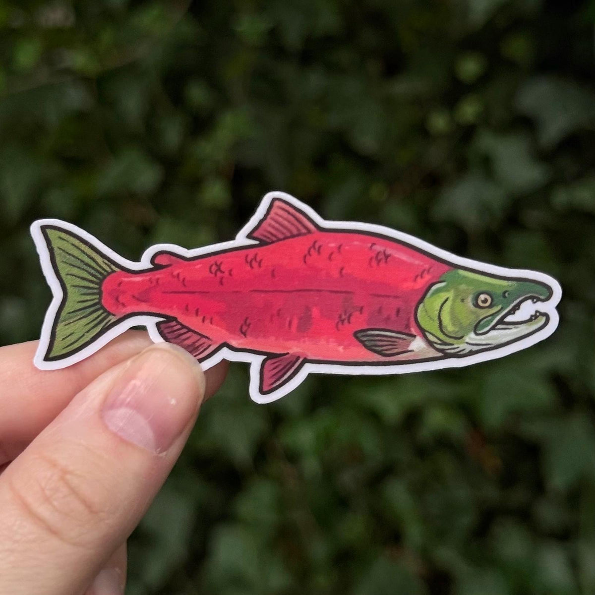 Sockeye Salmon sticker