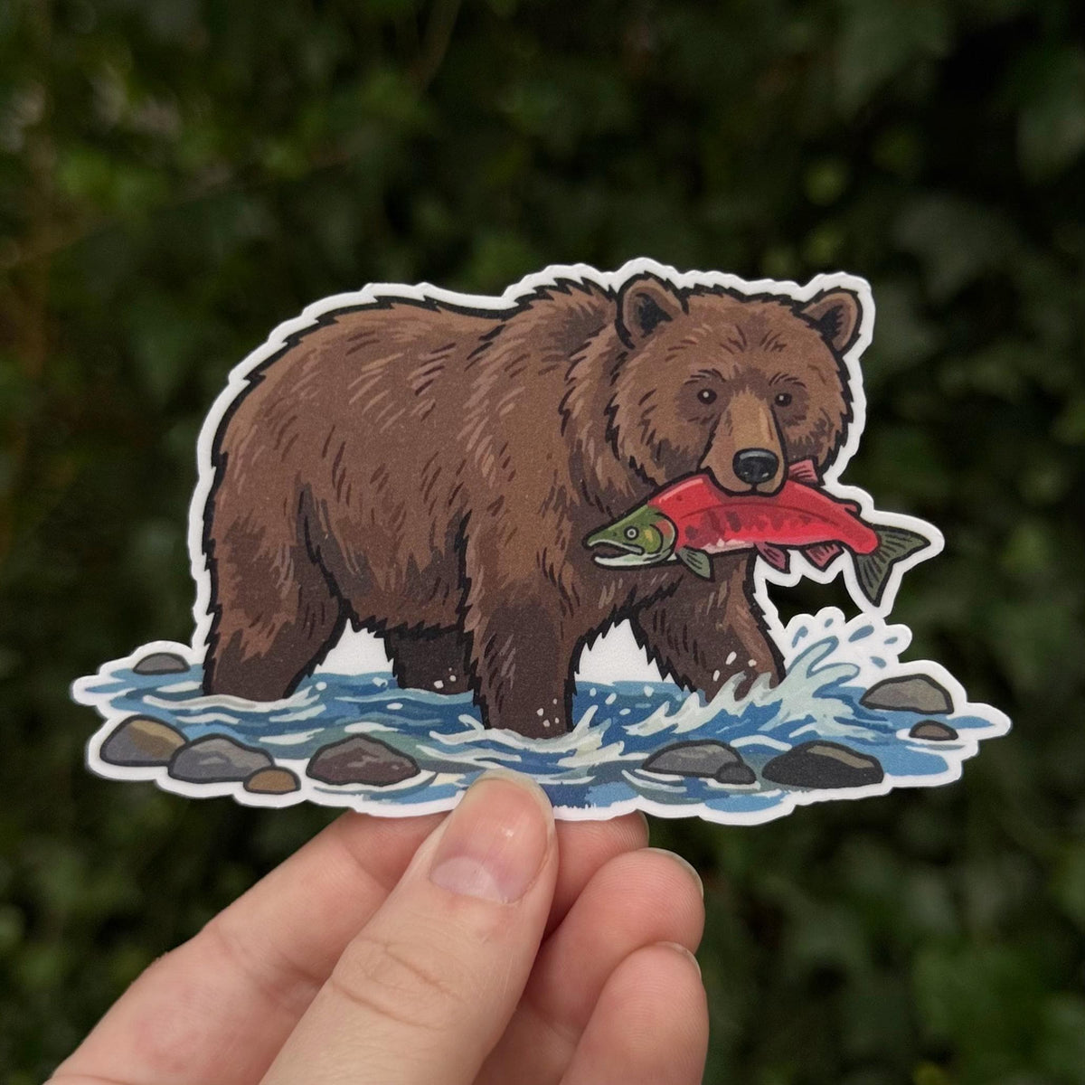 Brown Bear sticker, grizzly bear catching salmon
