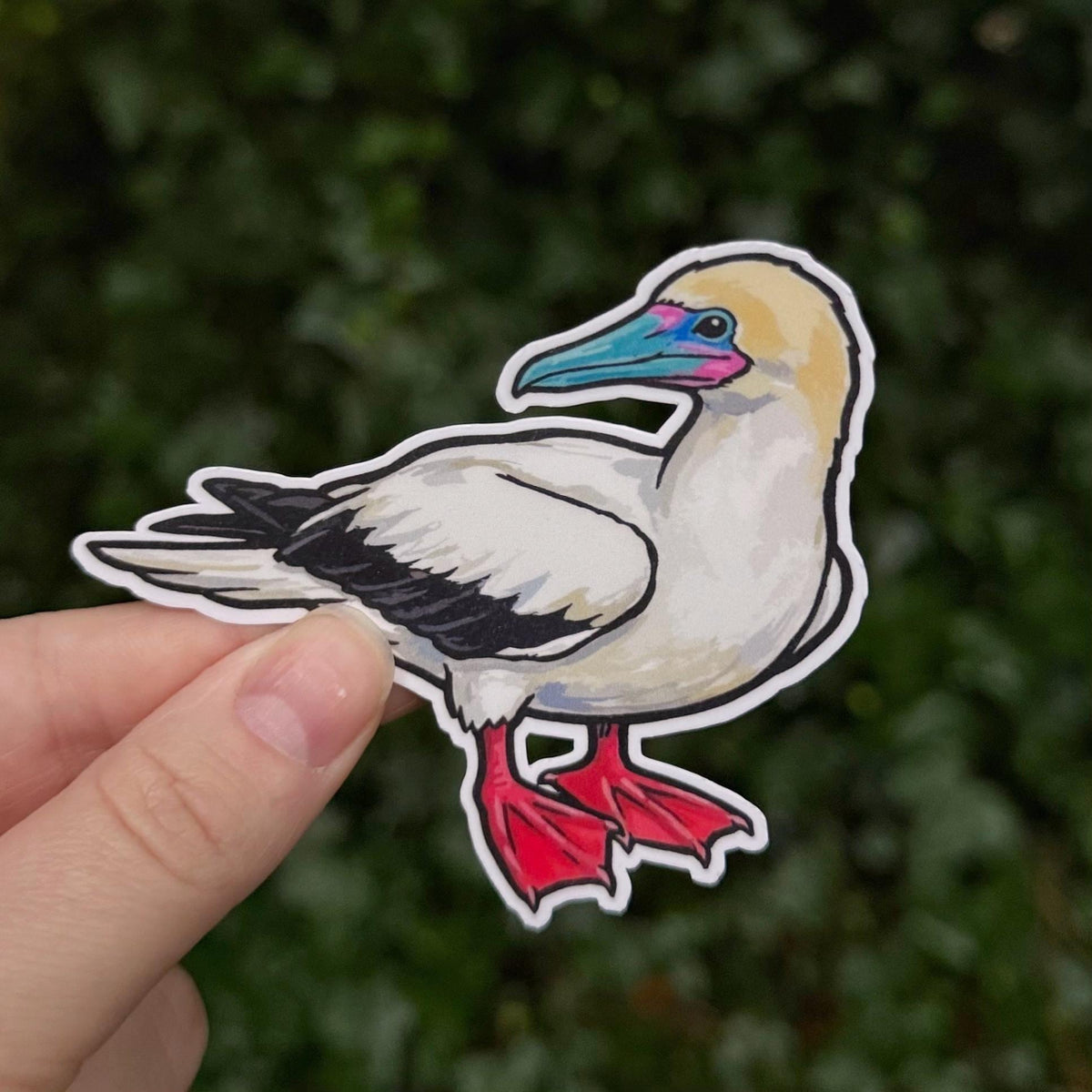 Red-footed Booby sticker, sula sula