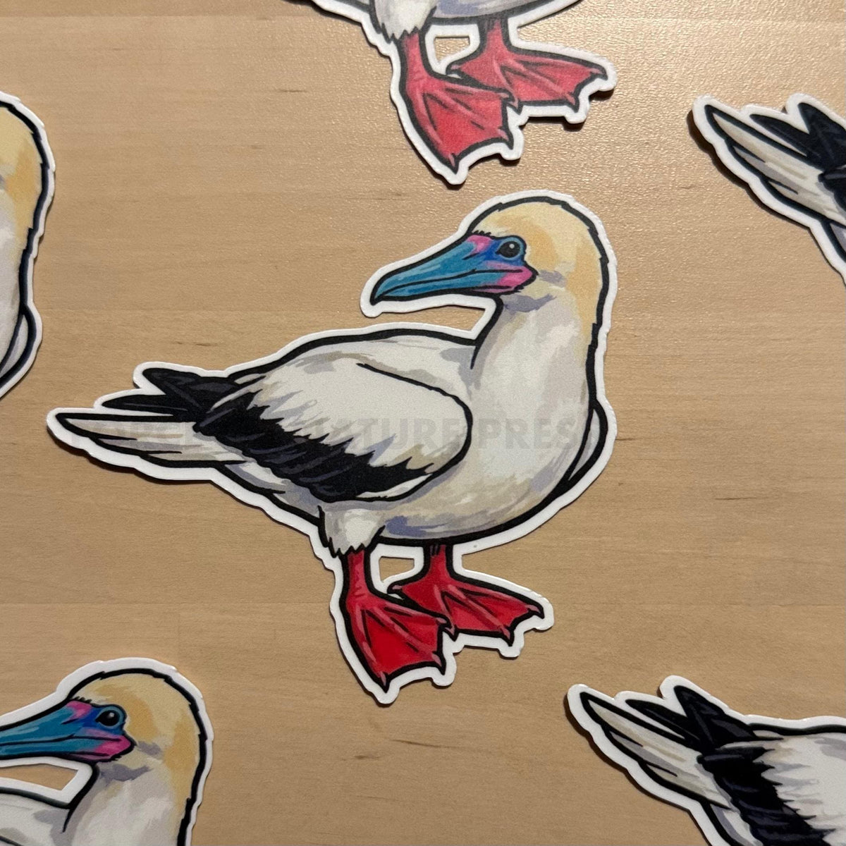 Red-footed Booby sticker, sula sula – view 2