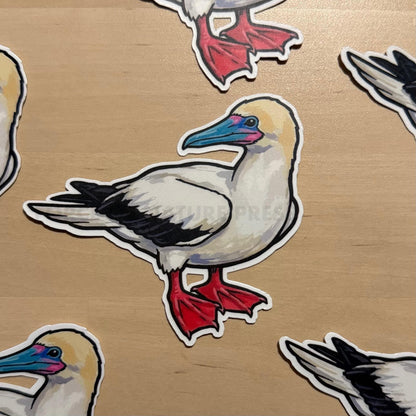 Red-footed Booby sticker, sula sula – view 2