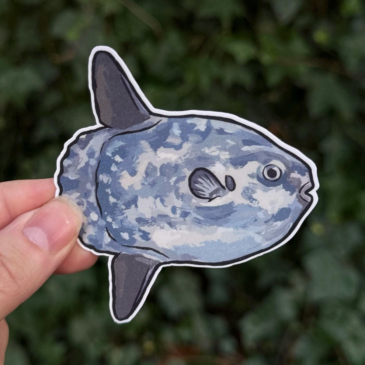 Ocean Sunfish sticker, mola mola