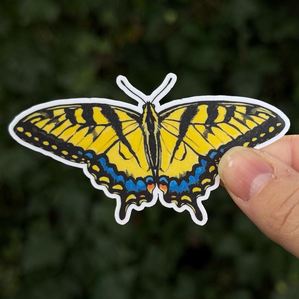Western Tiger Swallowtail sticker, papilio rutulus