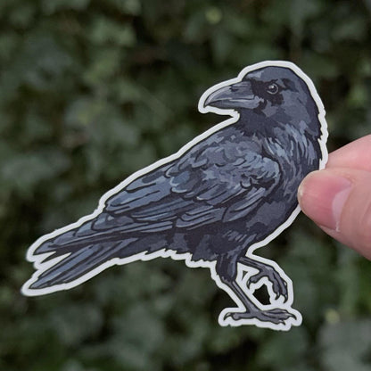 American Crow sticker, gothic nature illustration