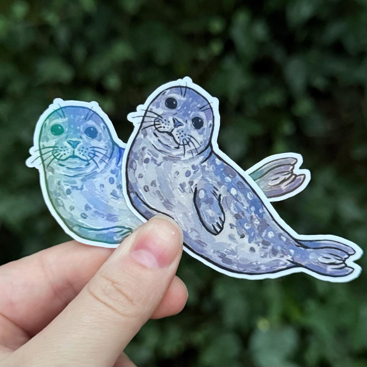 Harbor Seal sticker