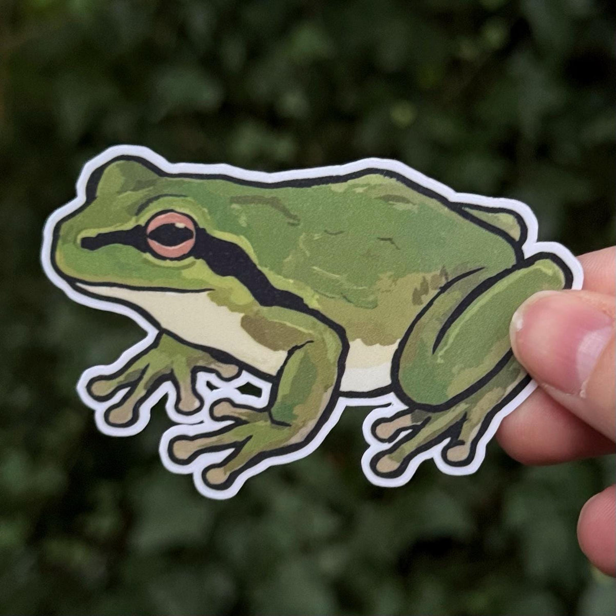 Pacific Tree Frog sticker, pacific chorus frog