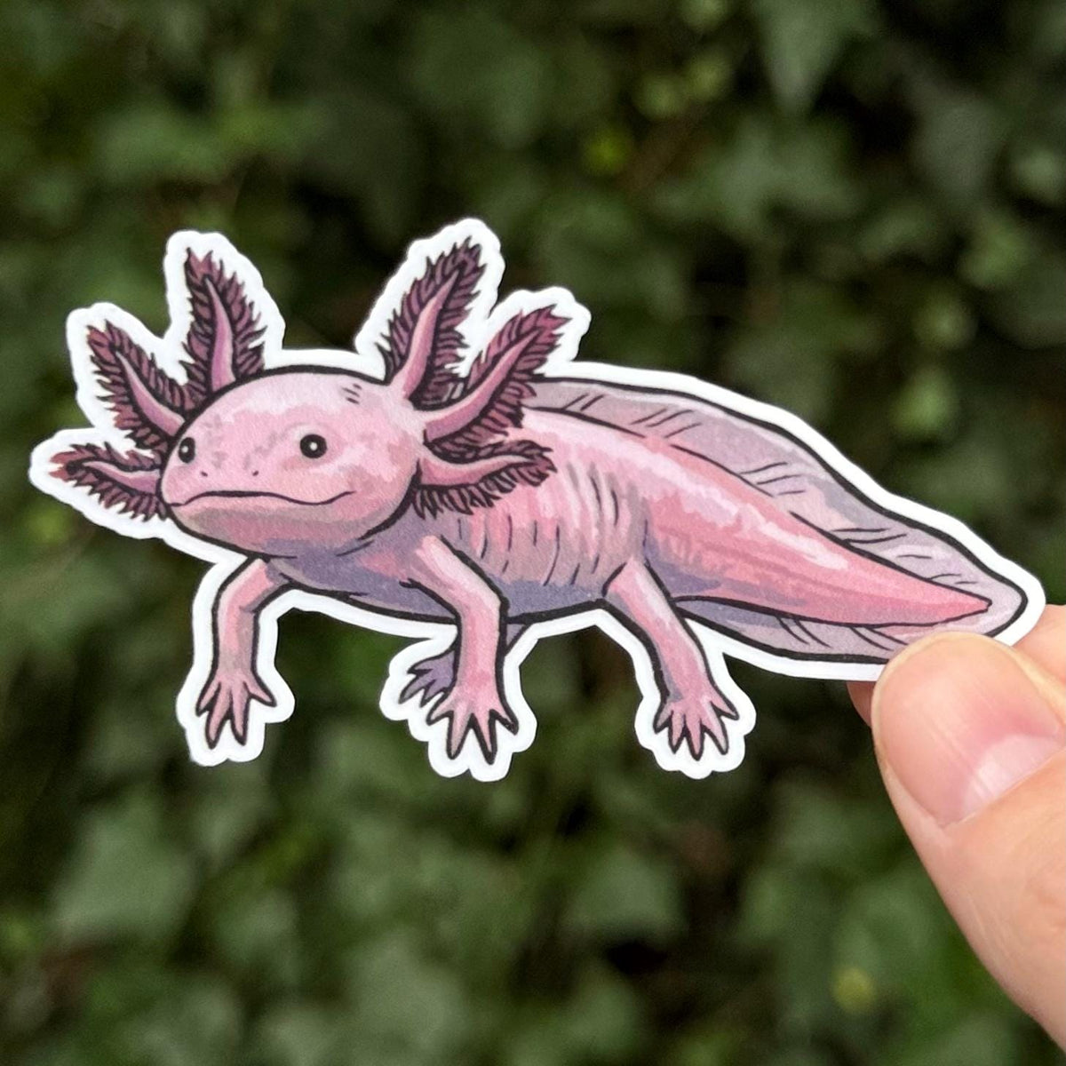 Axolotl sticker, mexican walking fish