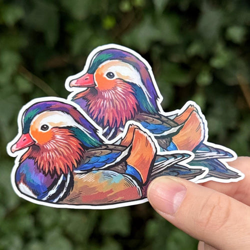 Mandarin Duck sticker, scientific illustration