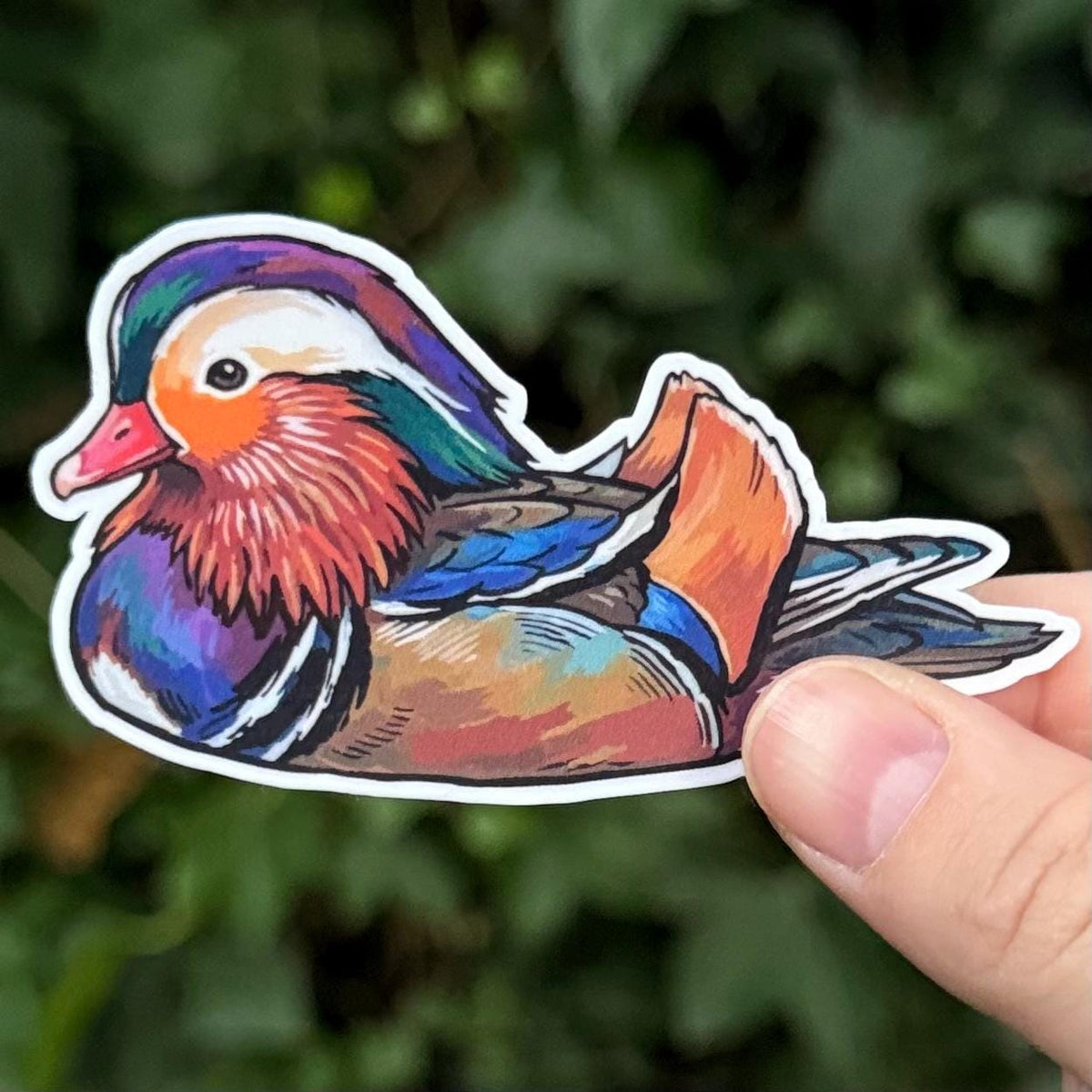 Mandarin Duck sticker, scientific illustration – view 2