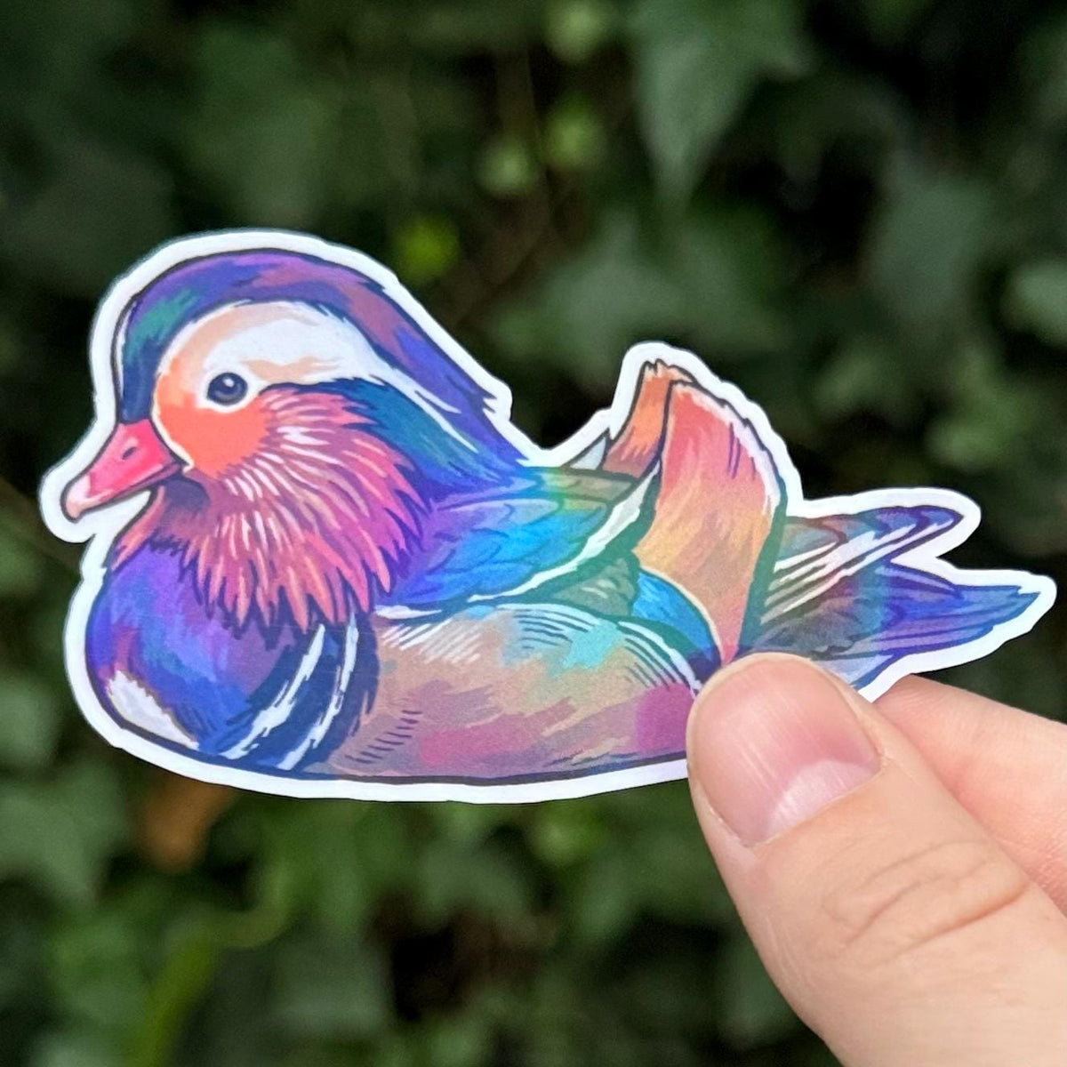 Mandarin Duck sticker, scientific illustration – view 3