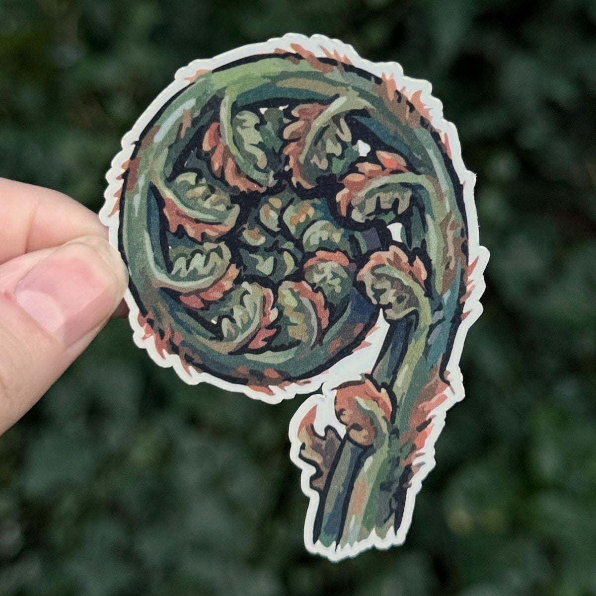 Fiddlehead Fern sticker, western sword fern