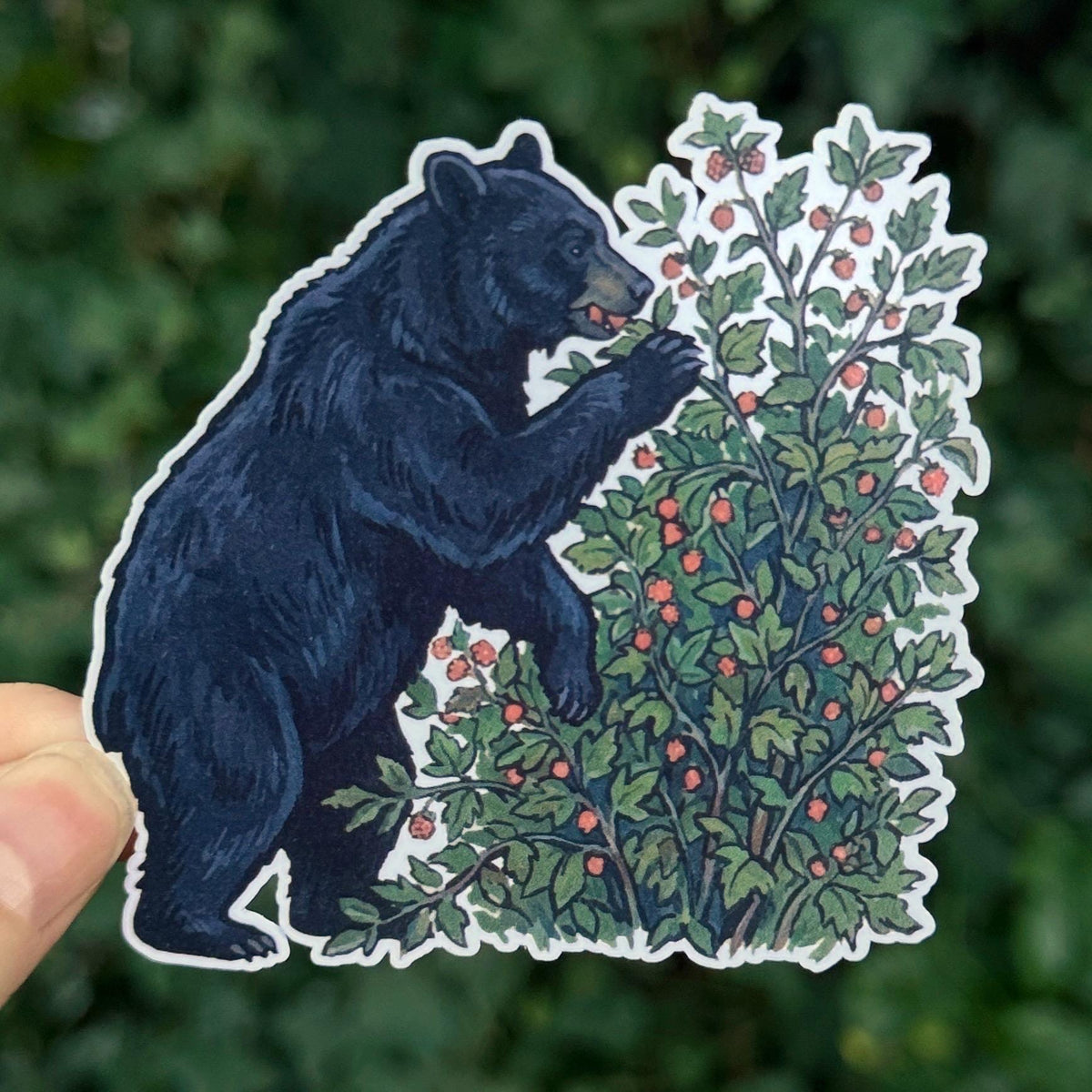 Black Bear Salmonberries sticker, foraging bear