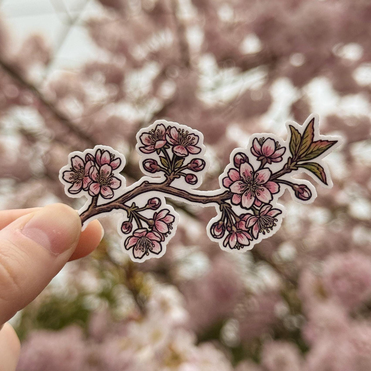 Cherry Blossom sticker