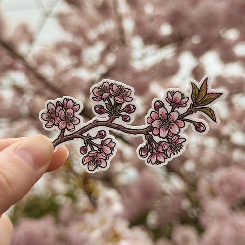 Cherry Blossom sticker