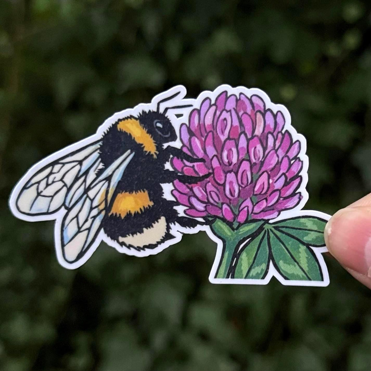 Western Bumble Bee on Clover sticker, pnw nature