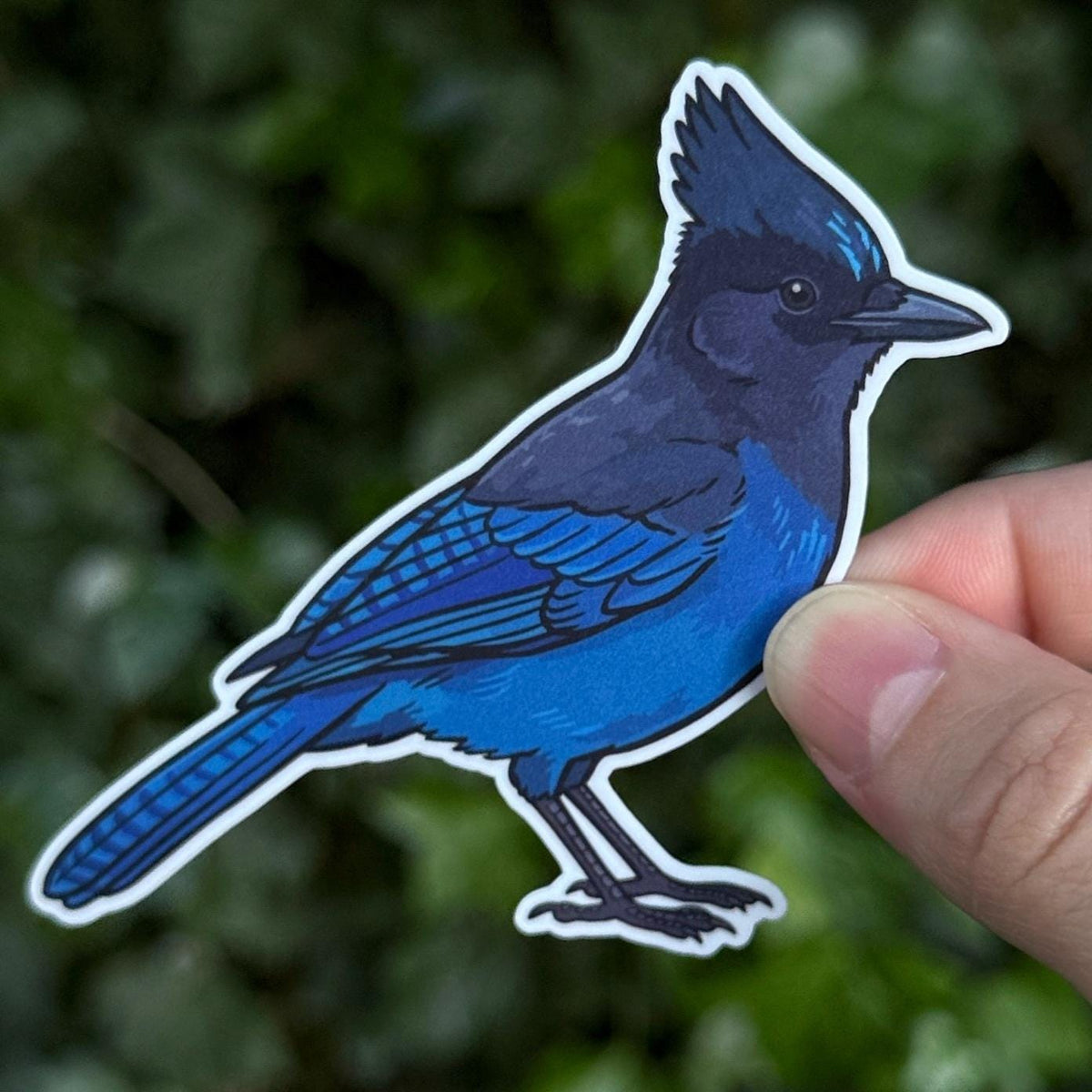 Steller's Jay sticker, pacific northwest bird