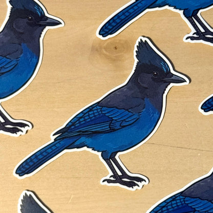 Steller's Jay sticker, pacific northwest bird – view 2