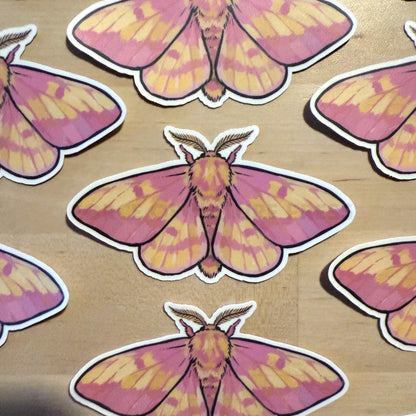 Rosy Maple Moth sticker, dryocampa rubicunda – view 2