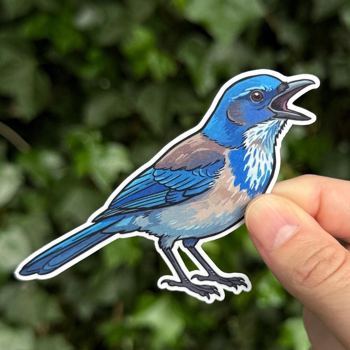 California Scrub Jay sticker, west coast bird