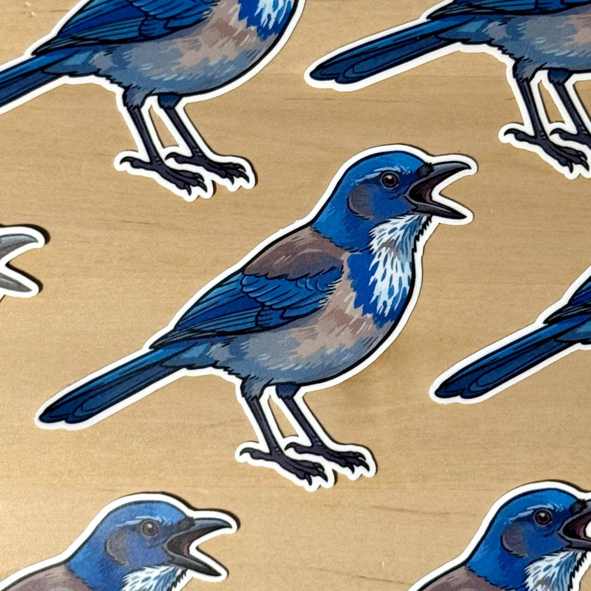 California Scrub Jay sticker, west coast bird – view 2