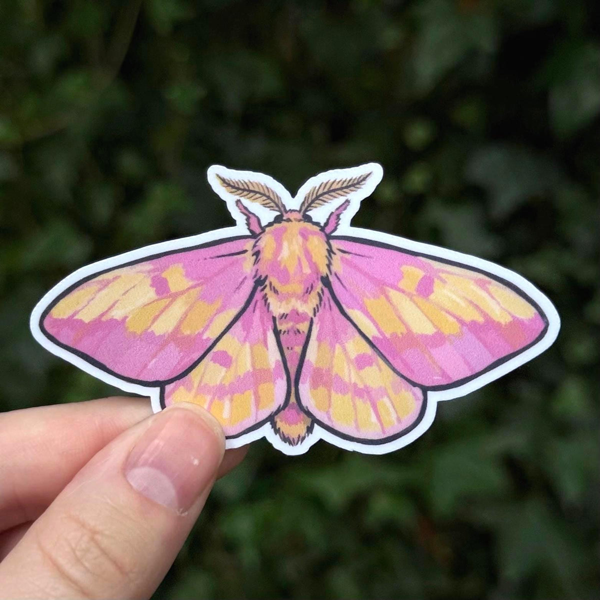 Rosy Maple Moth sticker, dryocampa rubicunda